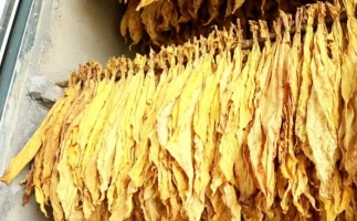 木屑顆粒燃料烘烤煙葉可以嗎？